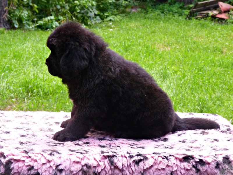 Фото: ньюфаундленд Smigar Voice of Freedom (Смигар Войс оф Фридом)