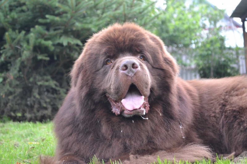 Фото: ньюфаундленд Aquatoriya Kelvin Riverdance (Акватория Келвин Риверданс)