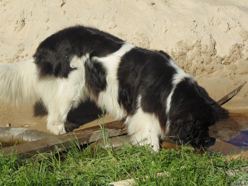 Фото: ньюфаундленд Super Bizon Melodiya (Супер Бизон Мелодия)