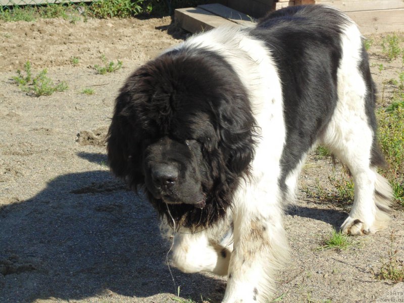 Фото: ньюфаундленд Stepnaya Pal'mira Edinstvennyiy Moy (Степная Пальмира Единственный Мой)