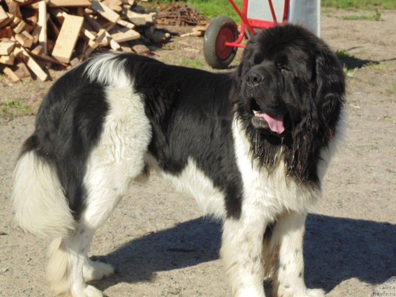 Фото: ньюфаундленд Stepnaya Pal'mira Edinstvennyiy Moy (Степная Пальмира Единственный Мой)