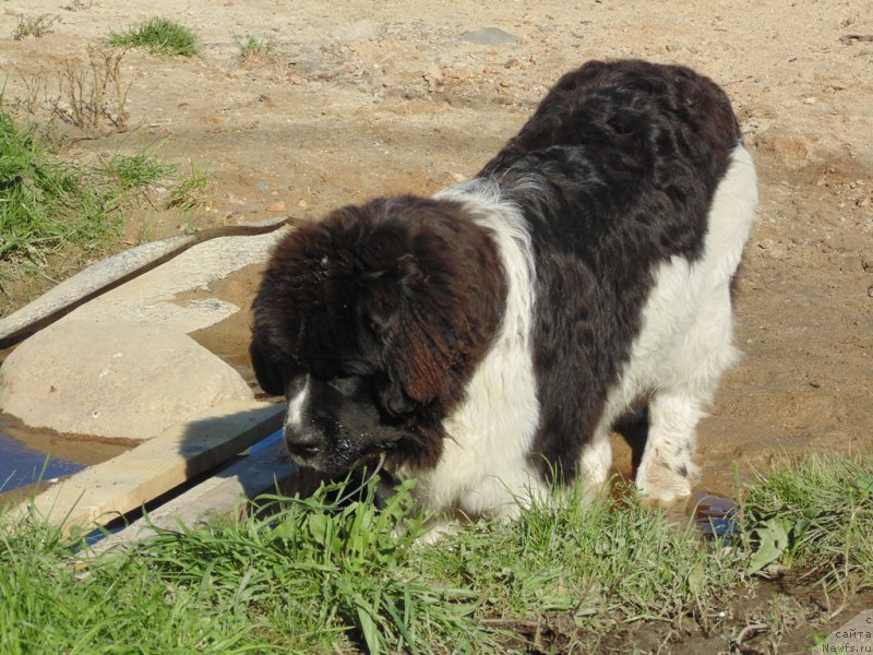 Фото: ньюфаундленд Baffi ot Karel'skih Medvedey (Баффи от Карельских Медведей)