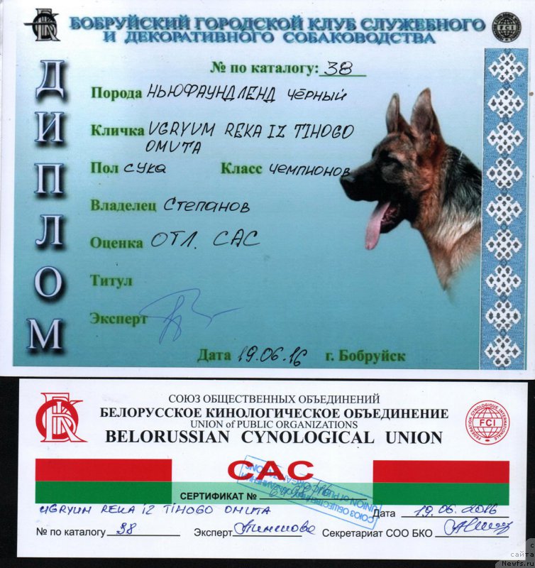 Фото: ньюфаундленд Ugryum Reka iz Tihogo Omuta (Угрюм Река Из Тихого Омута)