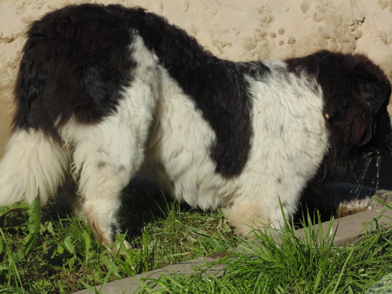 Фото: ньюфаундленд Baffi ot Karel'skih Medvedey (Баффи от Карельских Медведей)