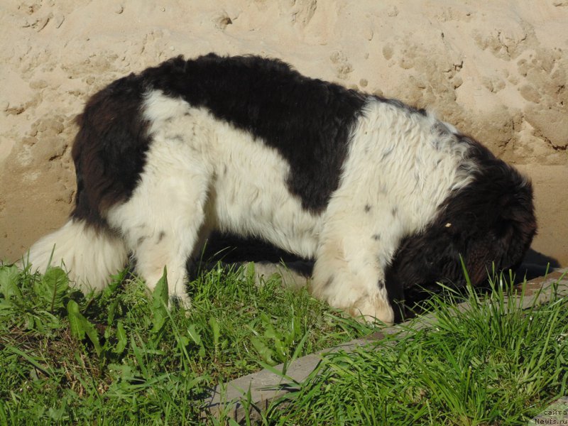 Фото: ньюфаундленд Baffi ot Karel'skih Medvedey (Баффи от Карельских Медведей)