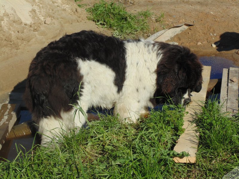 Фото: ньюфаундленд Baffi ot Karel'skih Medvedey (Баффи от Карельских Медведей)
