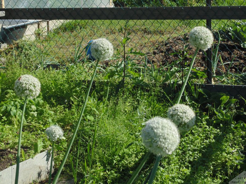 Фото: ньюфаундленд Baffi ot Karel'skih Medvedey (Баффи от Карельских Медведей)