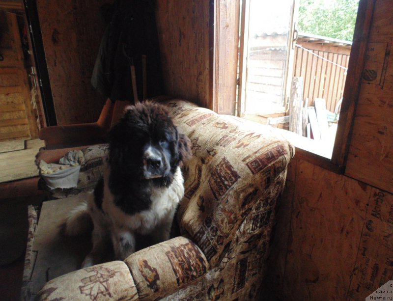 Фото: ньюфаундленд Baffi ot Karel'skih Medvedey (Баффи от Карельских Медведей)