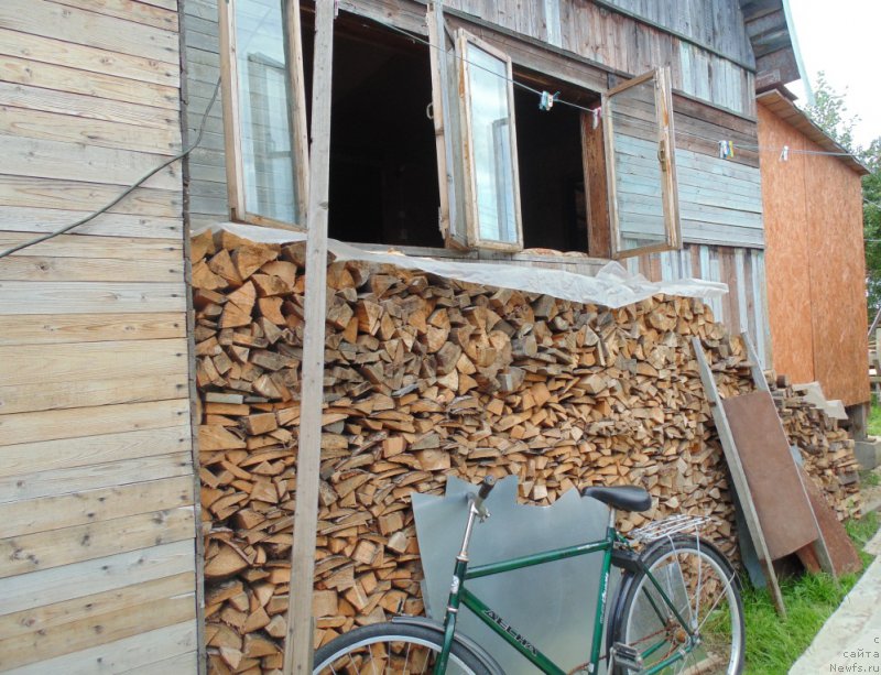 Фото: ньюфаундленд Baffi ot Karel'skih Medvedey (Баффи от Карельских Медведей)
