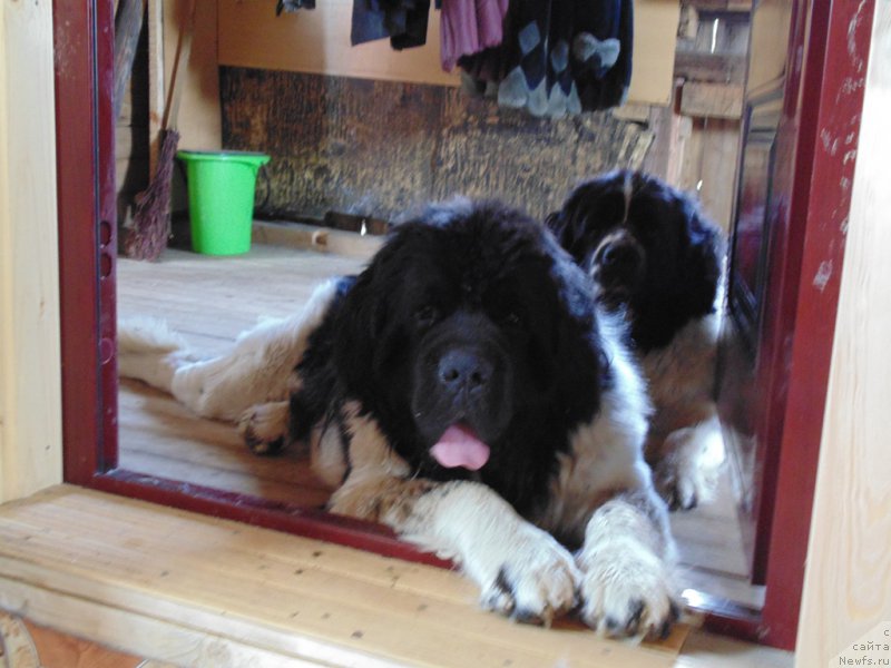 Фото: ньюфаундленд Stepnaya Pal'mira Edinstvennyiy Moy (Степная Пальмира Единственный Мой)