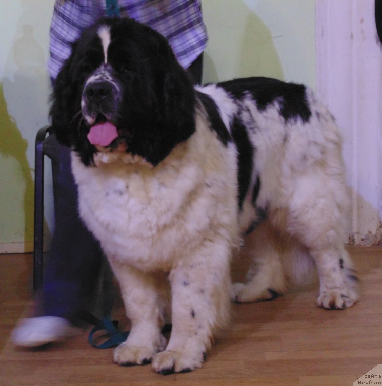 Фото: ньюфаундленд Mag Ispolin Morskaya Jemchujina (Маг Исполин Морская Жемчужина)