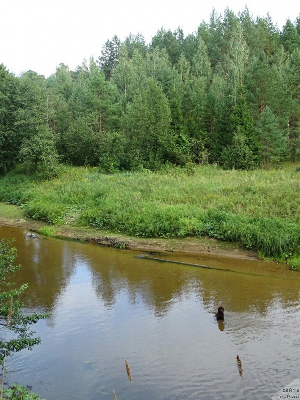 Фото: ньюфаундленд N'yufort Vivian (Ньюфорт Вивиан)