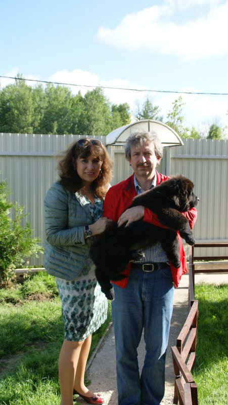 Фото: ньюфаундленд Snou Viking Adel' (Сноу Викинг Адель)