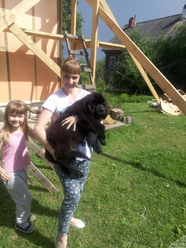 Фото: ньюфаундленд Snou Viking Amigo (Сноу Викинг Амиго)