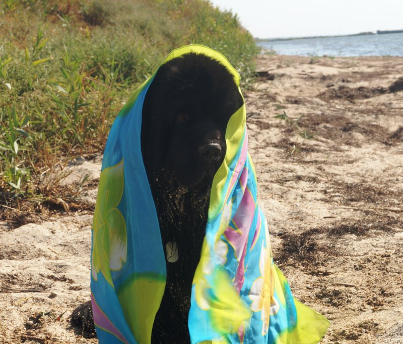 Фотография № 211758