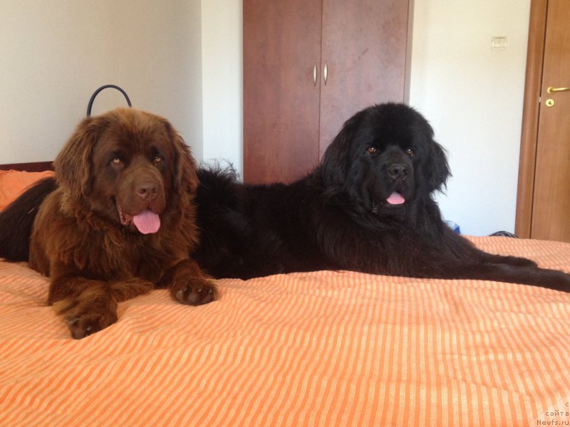 Фото: ньюфаундленд Brownblood MSK Happy Teddy (Браунблад МСК Хэппи Тедди), ньюфаундленд Brownblood MSK Harita Havva (Браунблад МСК Харита Хавва)