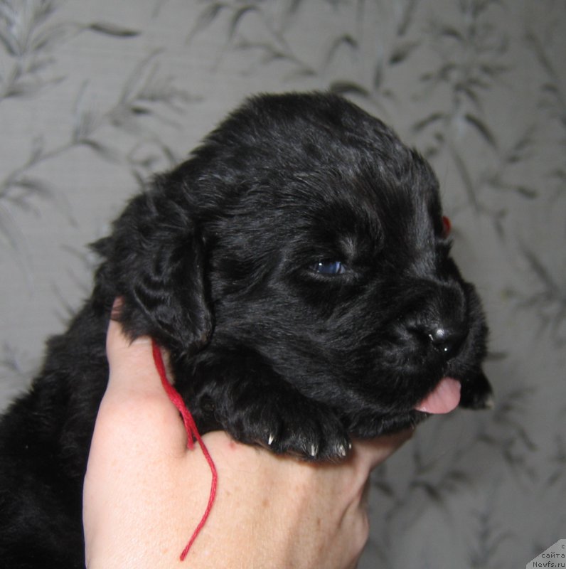 Фото: щенок 12 дней