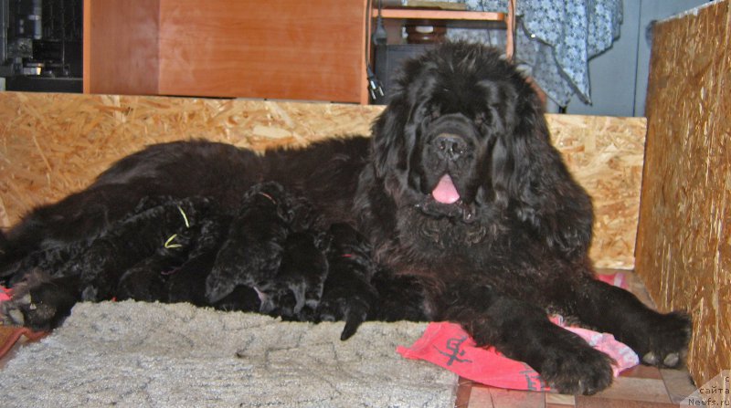 Фото: ньюфаундленд Rusalochka iz Plemeni Kedra (Русалочка из Племени Кедра)