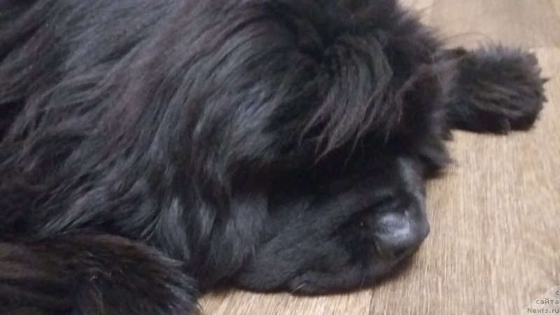 Фото: ньюфаундленд Super Premium Merlin Monro (Супер Премиум Мерлин Монро)