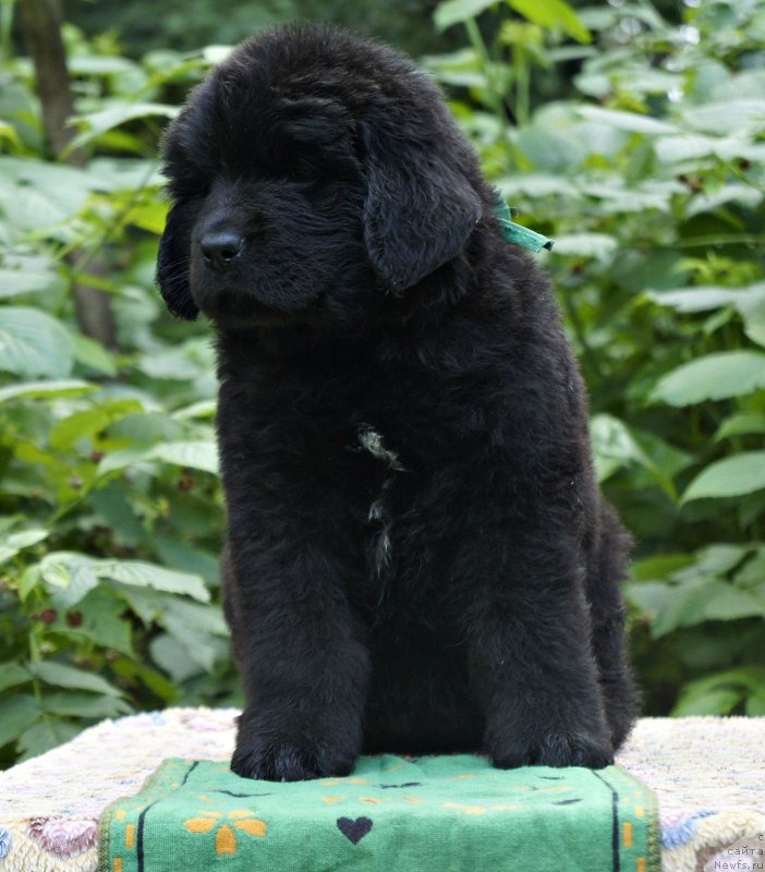 Фото: ньюфаундленд Smigar Vogue Style (Смигар Вог Стайл)