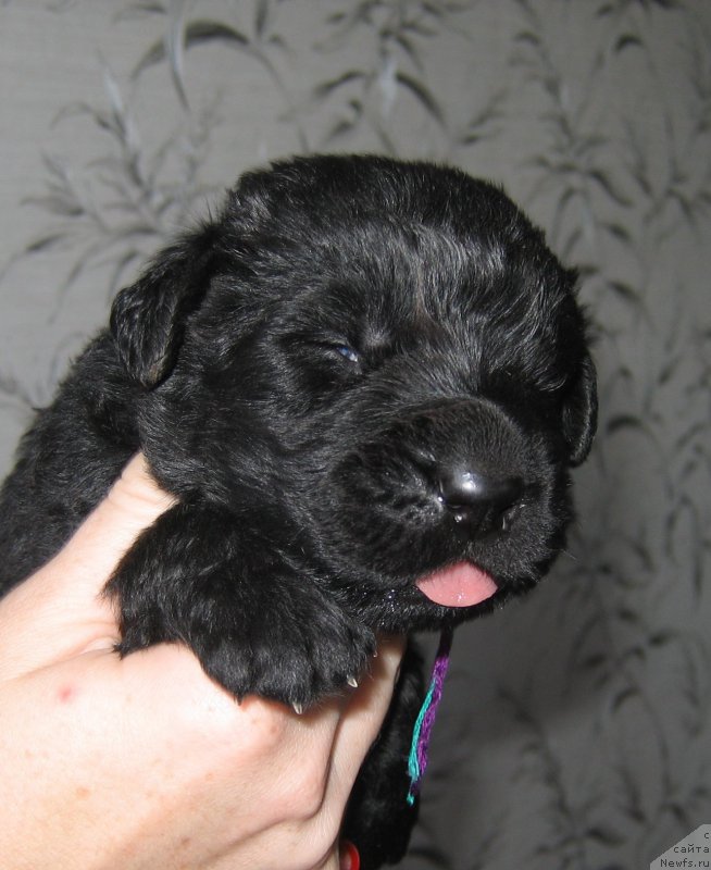 Фото: щенок 12 дней
