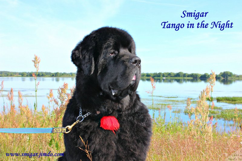 Фото: ньюфаундленд Smigar Tango in the Night (Смигар Танго ин зе Найт)