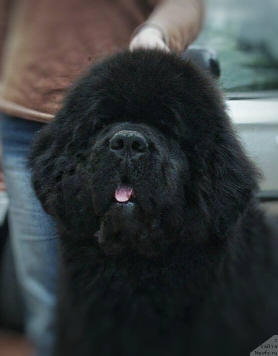 Фото: ньюфаундленд Rain Coast How can I Fall