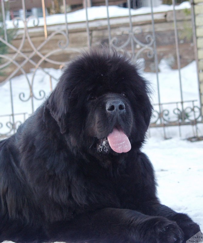 Фото: ньюфаундленд Rain Coast You Really Got A Hold On Me