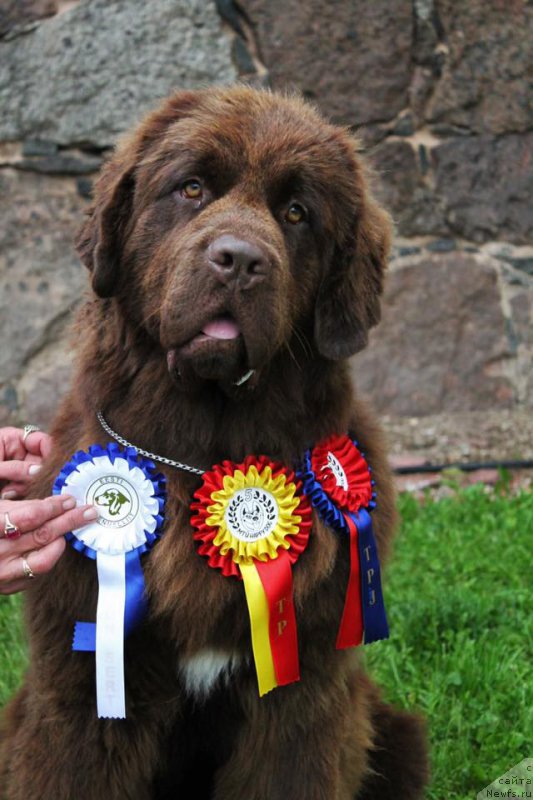 Фото: ньюфаундленд Funnewf Aqua-Marina (Фанньюф Аква-Марина)