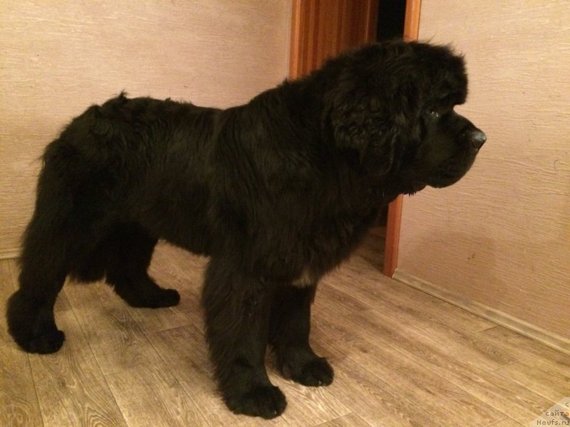 Фото: ньюфаундленд Akvatoriya Kelvin YUt Gay (Акватория Келвин Ют Гай)