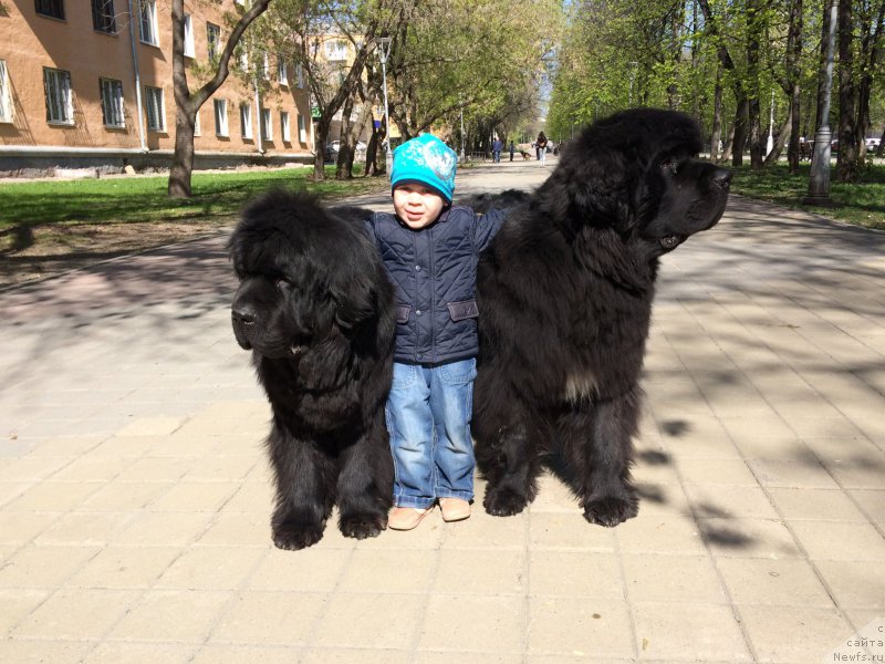 Фото: ньюфаундленд N'yufort SHelkovyiy Briz (Ньюфорт Шелковый Бриз), ньюфаундленд Akvatoriya Kelvin YUt Gay (Акватория Келвин Ют Гай)