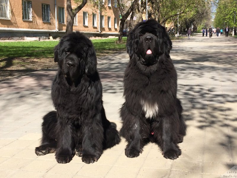 Фото: ньюфаундленд N'yufort SHelkovyiy Briz (Ньюфорт Шелковый Бриз), ньюфаундленд Akvatoriya Kelvin YUt Gay (Акватория Келвин Ют Гай)