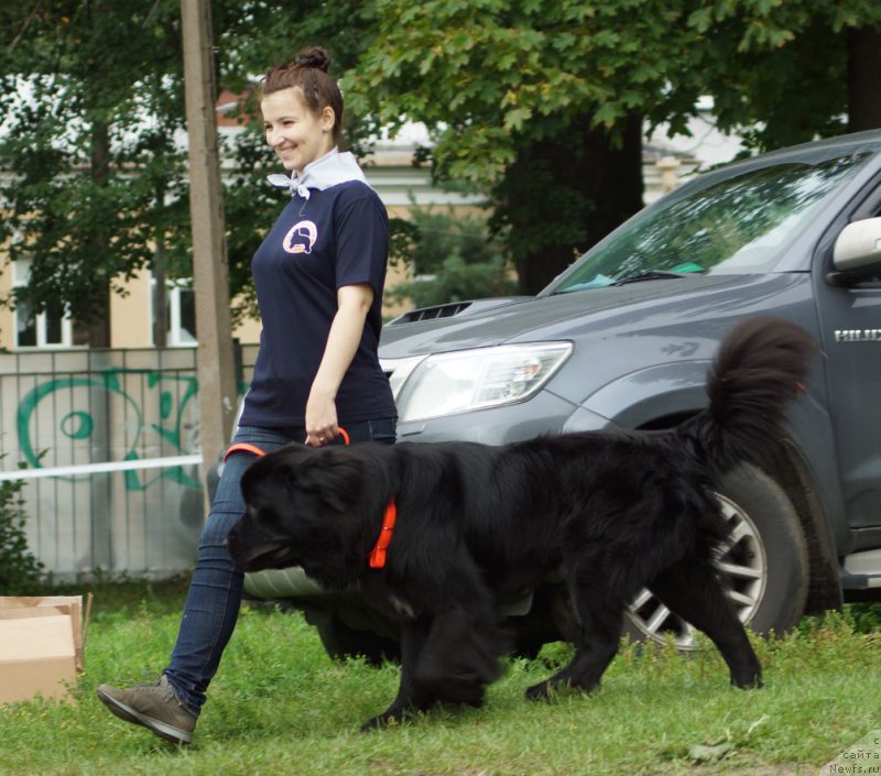 Фото: ньюфаундленд Lankaster (Ланкастер), Elena YAryigina (Елена Ярыгина)