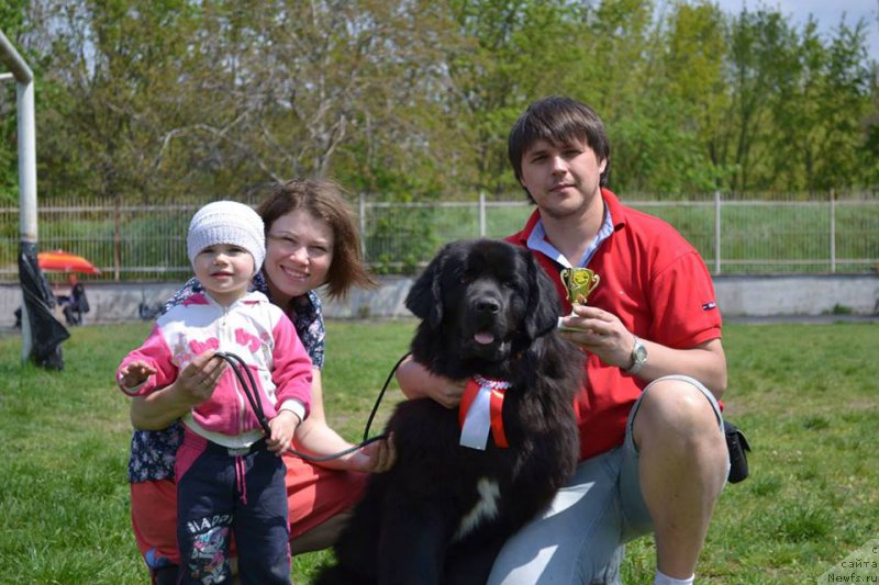 Фото: ньюфаундленд Glamurnaya Miss Olgriya Infinayt