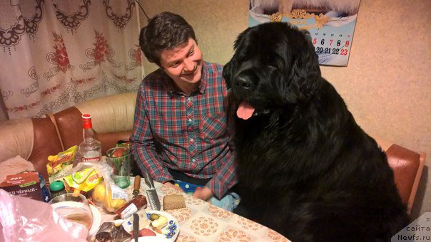 Фото: ньюфаундленд Valmond Pobeditel (Валмонд Победитель)