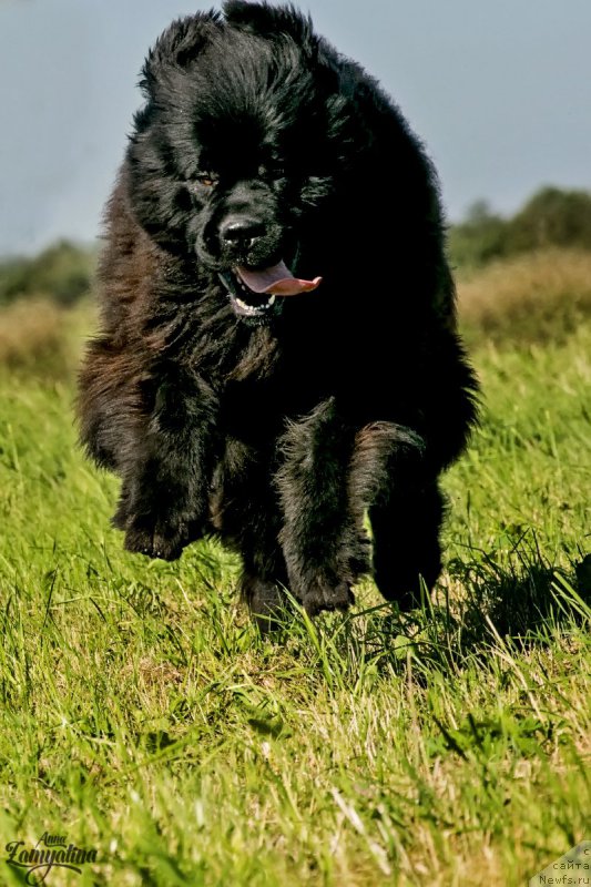Фото: ньюфаундленд YEl'brus iz Antagrada (Эльбрус из Антаграда)