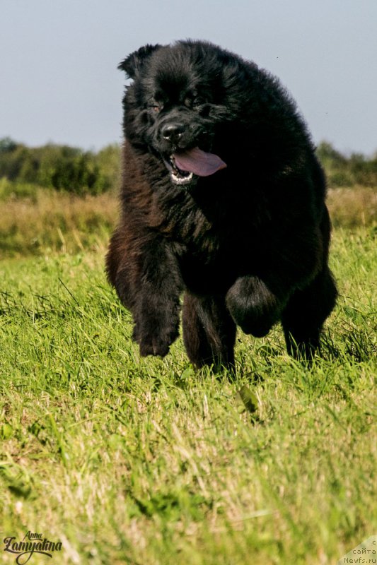 Фото: ньюфаундленд YEl'brus iz Antagrada (Эльбрус из Антаграда)