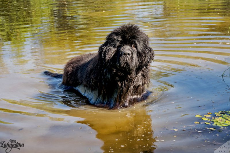 Фото: ньюфаундленд YEl'brus iz Antagrada (Эльбрус из Антаграда)