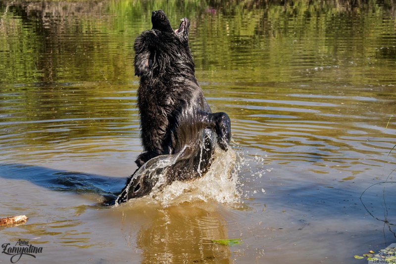 Фото: ньюфаундленд YEl'brus iz Antagrada (Эльбрус из Антаграда)