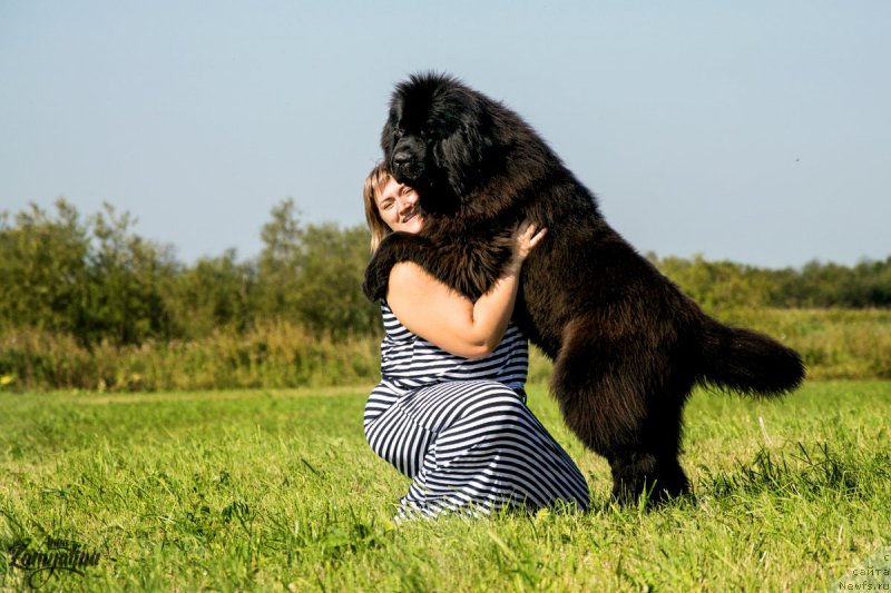 Фото: ньюфаундленд YEl'brus iz Antagrada (Эльбрус из Антаграда)