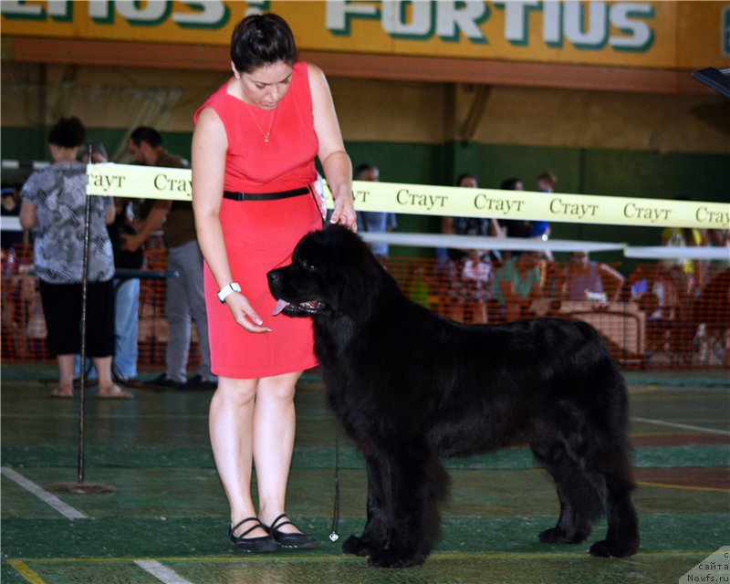 Фото: ньюфаундленд Angelo Orso Bella Donna (Анджело Орсо Белла Донна)