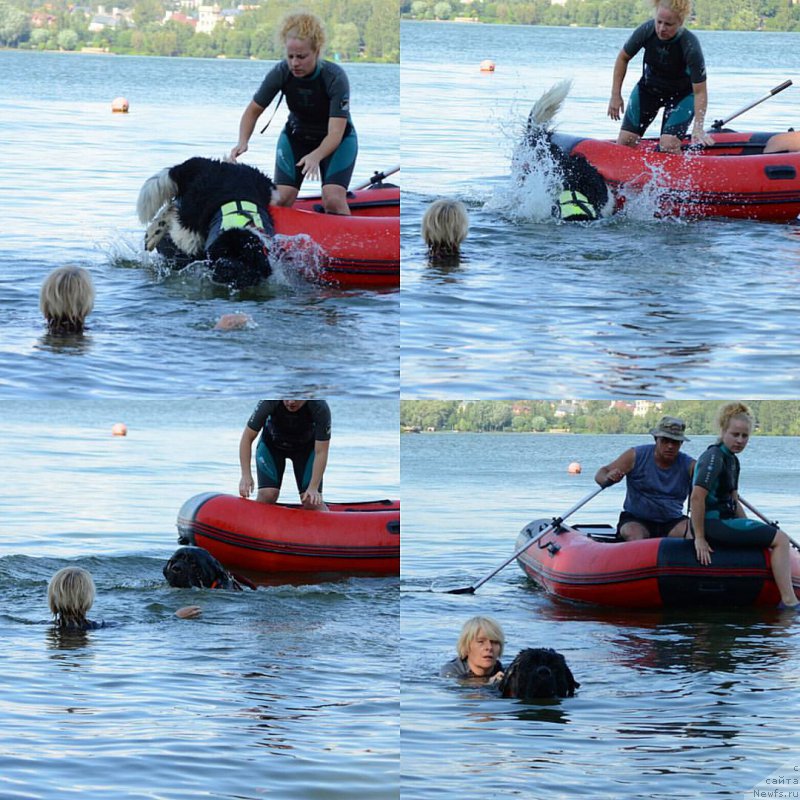 Фото: ньюфаундленд Angels Keeper Nibelung (Энджелс Кипер Нибелунг)