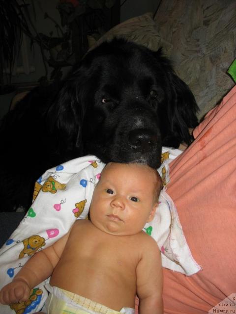 Фото: ньюфаундленд Mag Ispolin Elana (Маг Исполин Елана)