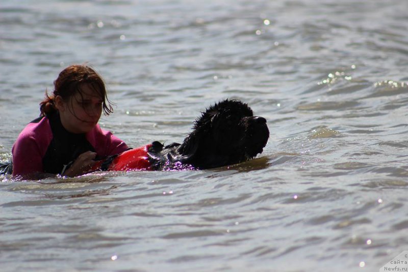 Фото: ньюфаундленд Huode Shen Afina (Хуодэ Шень Афина)