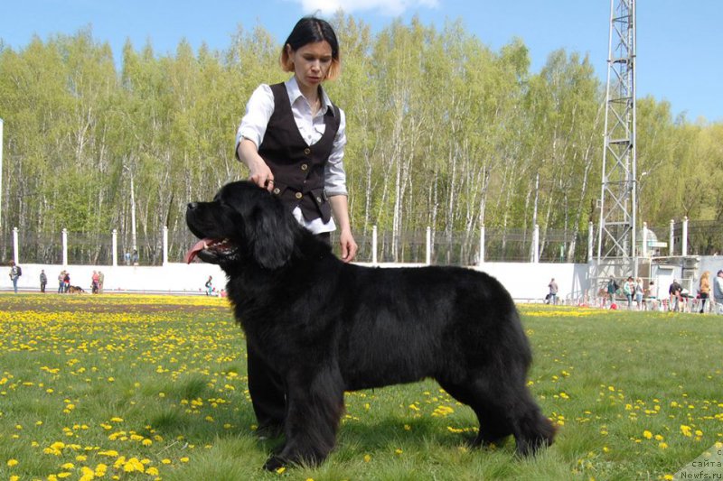 Фото: ньюфаундленд Chardonnay Kara Deniz