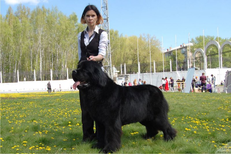 Фото: ньюфаундленд Chardonnay Kara Deniz