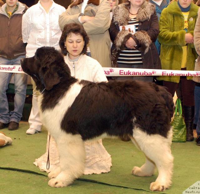 Фото: ньюфаундленд Chatkantarra Taro, Elena Zaharova (Елена Захарова)