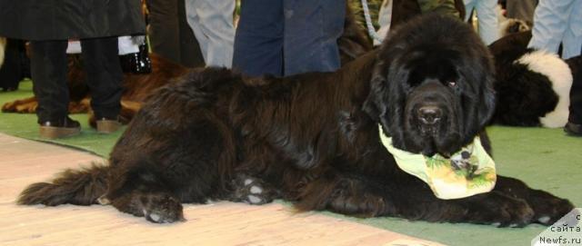 Фото: ньюфаундленд Lifeguard's American Style