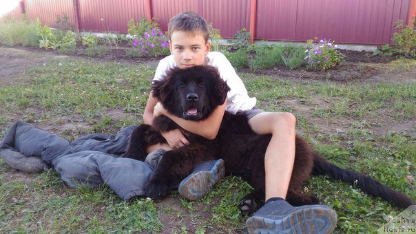 Фото: ньюфаундленд Sirius Bol'shoy Pes (Сириус Большой Пес)