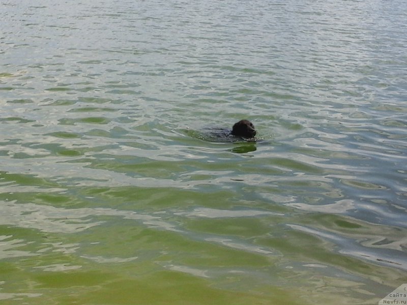 Фото: ньюфаундленд Sirius Bol'shoy Pes (Сириус Большой Пес)